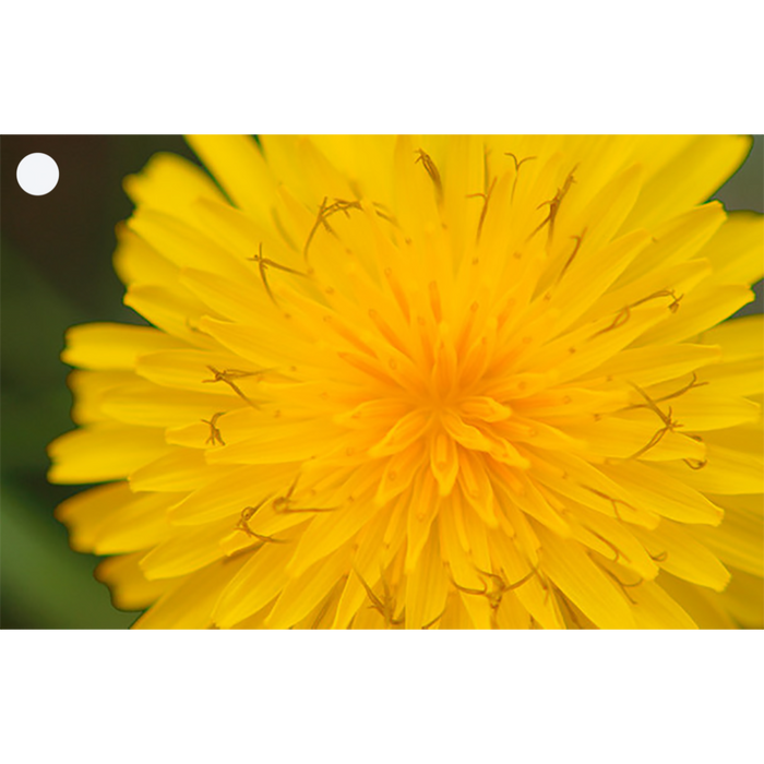 2 Beautiful Flowers - Gerbera & Hawkweed - 3D Lenticular Gift Tags Cards - NEW