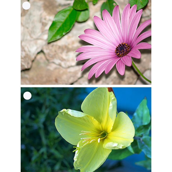 2 Flowers -  African Daisy & Primrose - Motion Lenticular Gift Tags Cards - NEW