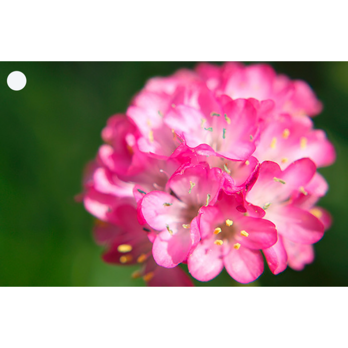 2 Flowers - Armeria & Orchid - Motion Lenticular Gift Tags Cards - NEW