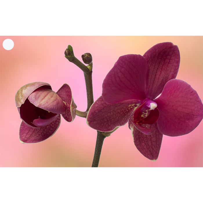 2 Flowers - Armeria & Orchid - Motion Lenticular Gift Tags Cards - NEW