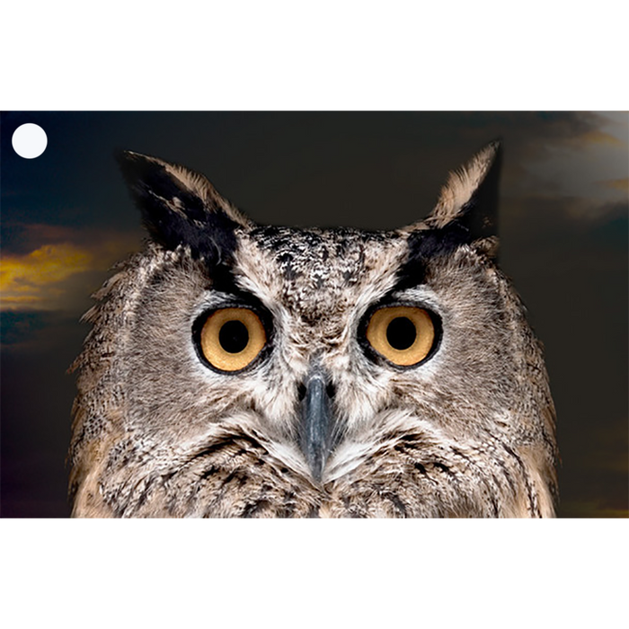 2 Morph Gift Tags - Owl to Man & Lion to Man -  Motion Lenticular Gift Tags Cards - NEW