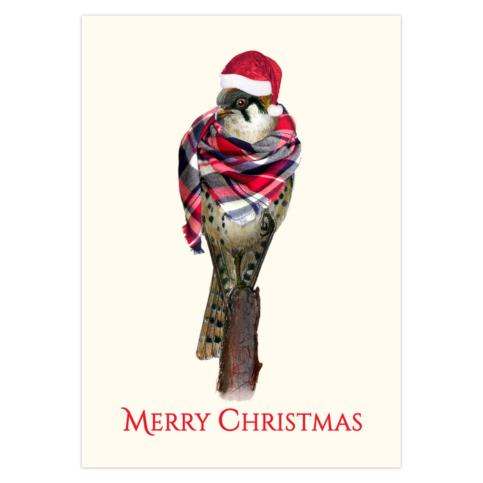 Bundled Up Kestrel Christmas Cards Nick Mayer Art