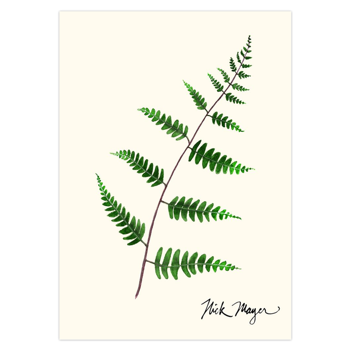 Goldie's Wood Fern Notecards Nick Mayer Art