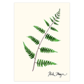 Goldie's Wood Fern Notecards Nick Mayer Art