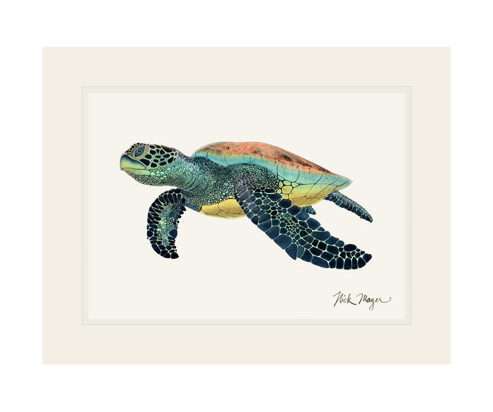 Green Sea Turtle II Limited Edition Print - NEW Nick Mayer