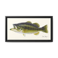 Largemouth Bass I Framed Canvas Print Printify