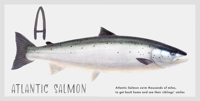 NEW Fish ABCs Book, Signed by Nick Mayer Nick Mayer Art