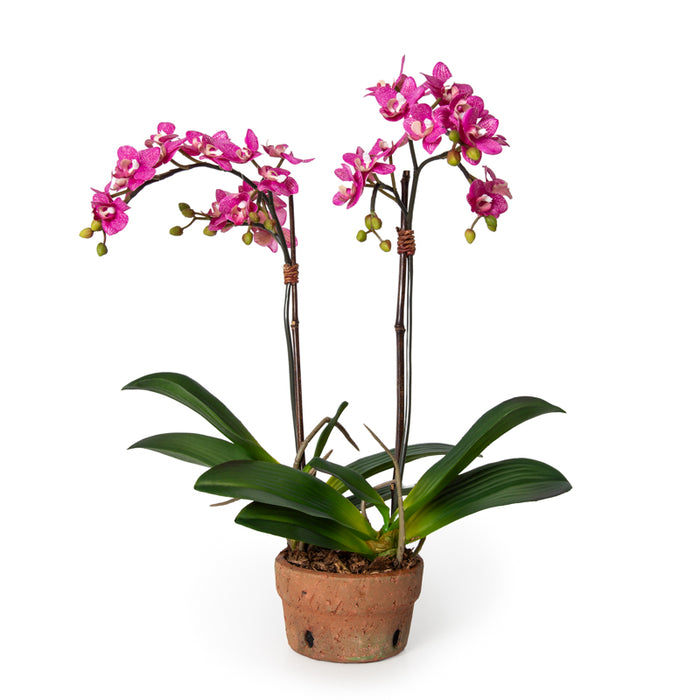 Phalaenopsis Orchid Mini x2 Pink 22"H