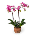 Phalaenopsis Orchid Mini x2 Pink 22"H
