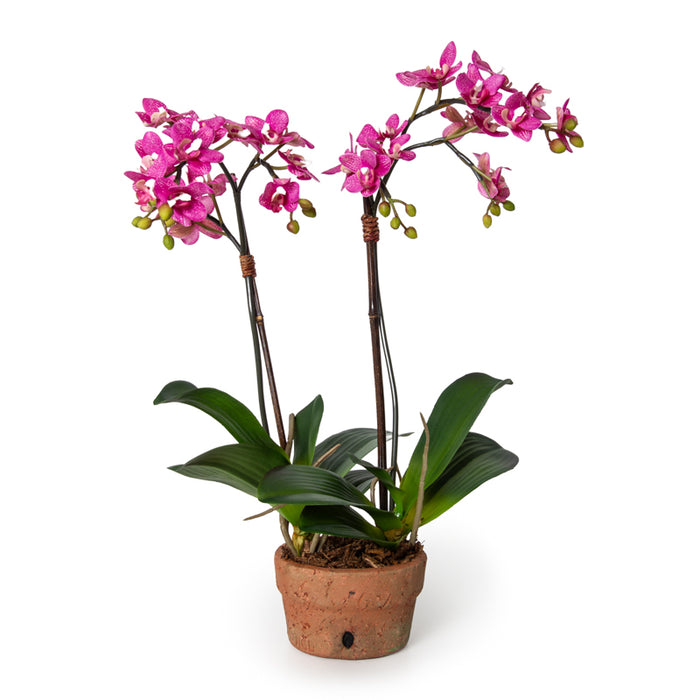 Phalaenopsis Orchid Mini x2 Pink 22"H