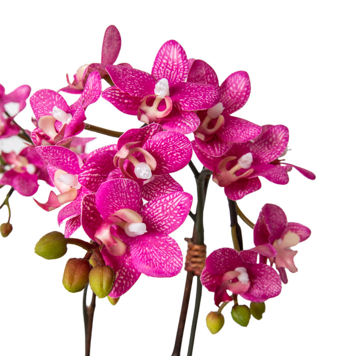 Phalaenopsis Orchid Mini x2 Pink 22"H
