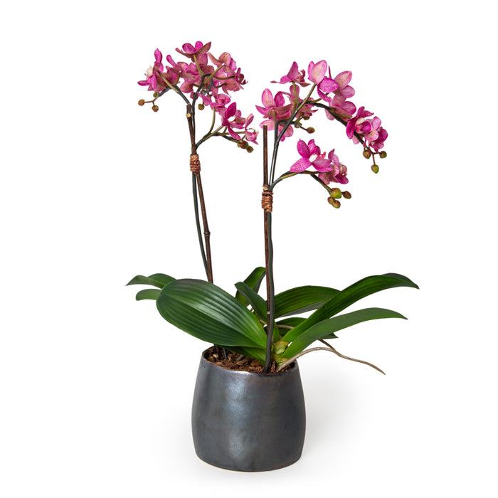 Phalaenopsis Orchid Mini x2 Pink 22"H