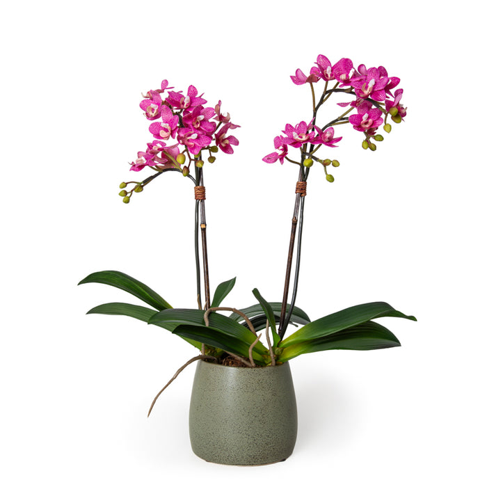 Phalaenopsis Orchid Mini x2 Pink 22"H