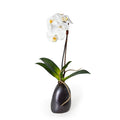 Phalaenopsis Orchid x1 in Porcelain 18"H