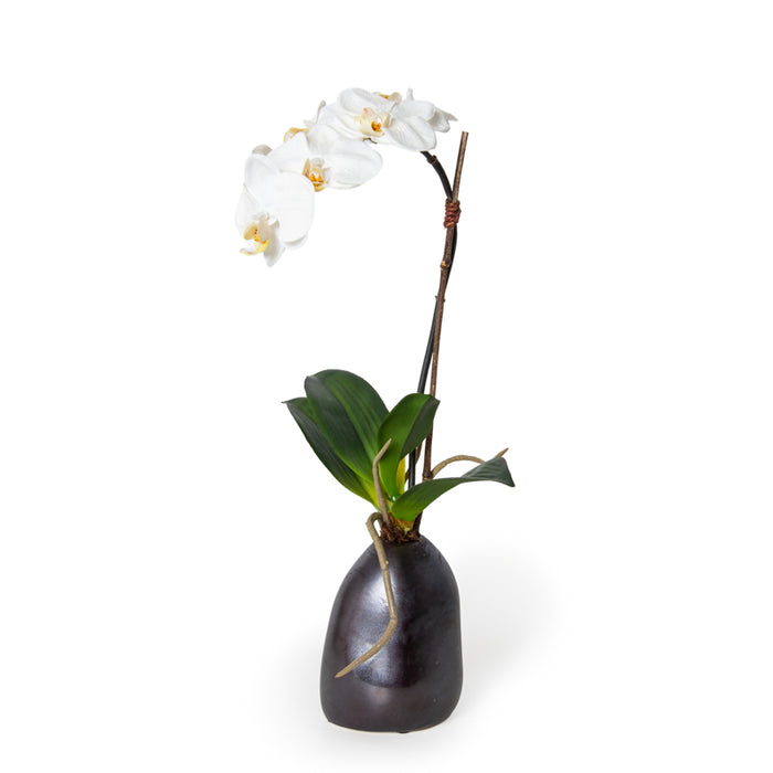 Phalaenopsis Orchid x1 in Porcelain 18"H