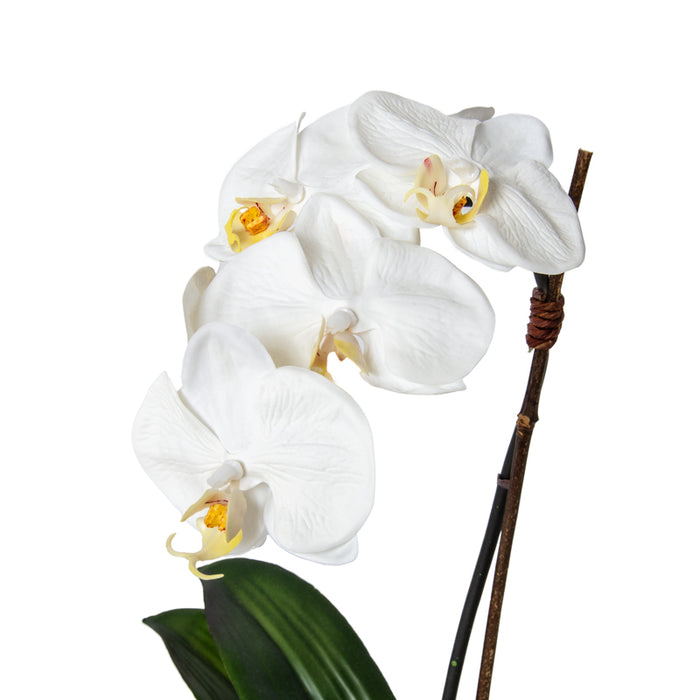 Phalaenopsis Orchid x1 in Porcelain 18"H