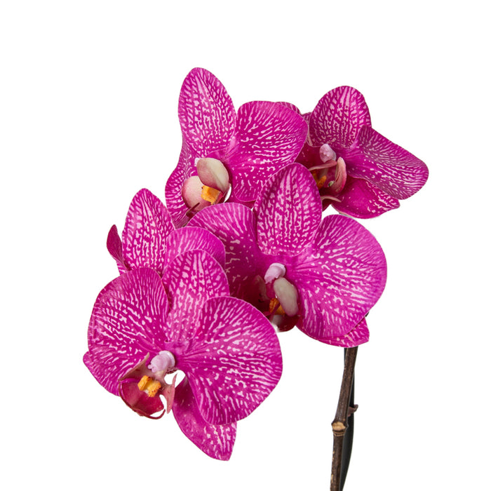 Phalaenopsis Orchid x1 in Porcelain 18"H