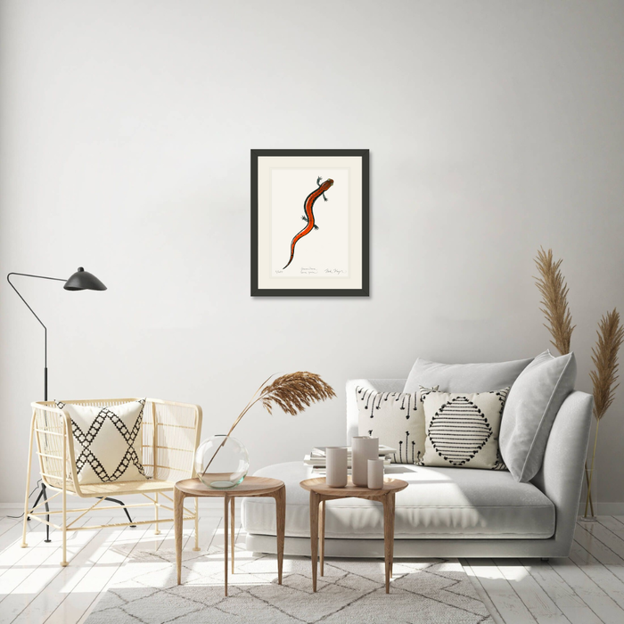 Red Backed Salamander Limited Edition Print Nick Mayer