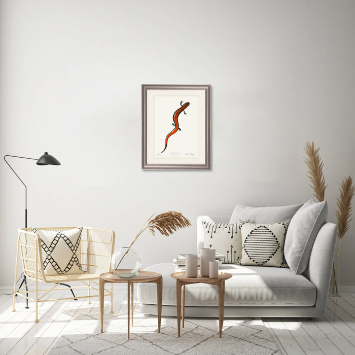 Red Backed Salamander Limited Edition Print Nick Mayer