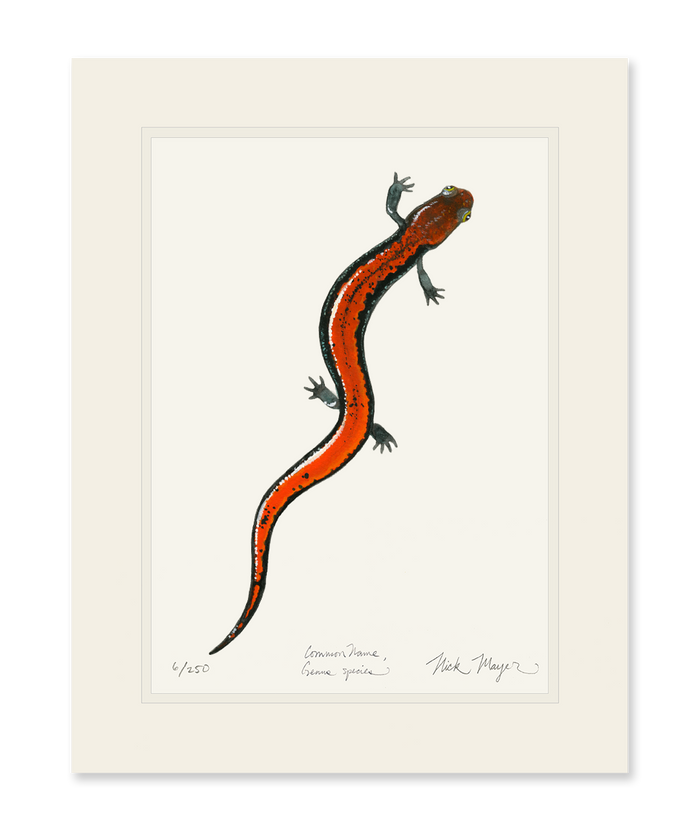 Red Backed Salamander Limited Edition Print Nick Mayer