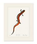 Red Backed Salamander Limited Edition Print Nick Mayer