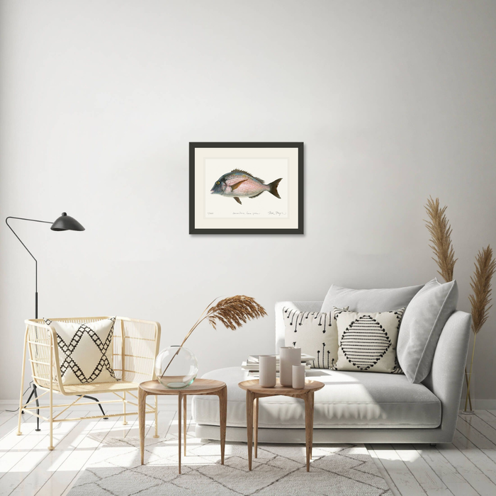 Scup Limited Edition Print Nick Mayer
