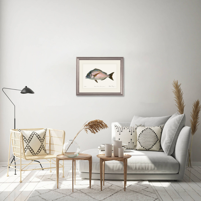 Scup Limited Edition Print Nick Mayer