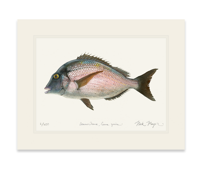 Scup Limited Edition Print Nick Mayer