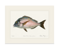 Scup Limited Edition Print Nick Mayer
