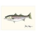 Striped Bass, 30 lbs Notecards Nick Mayer Art