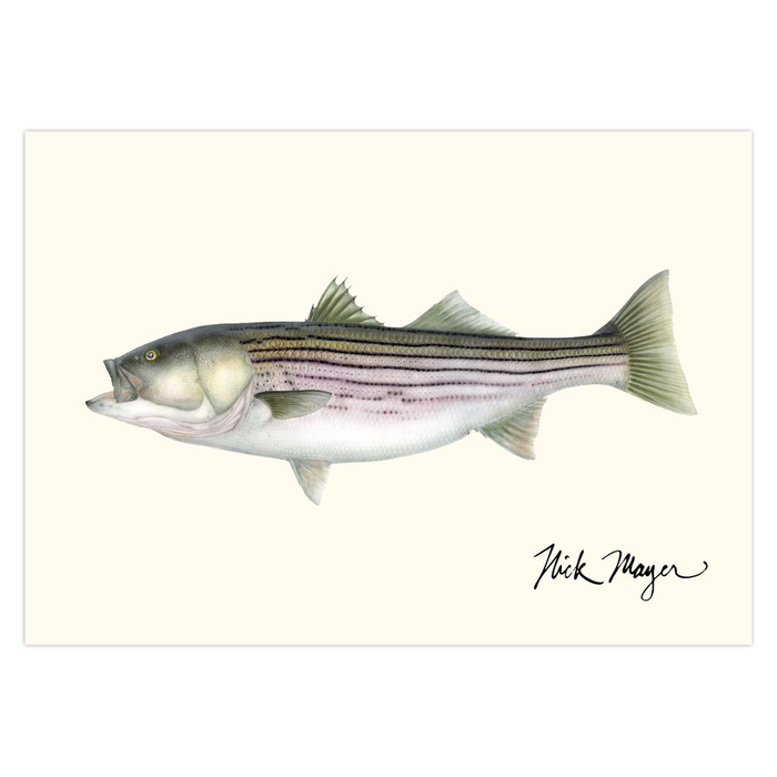 Striped Bass, 30 lbs Notecards Nick Mayer Art